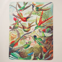 1904 hummingbirds print