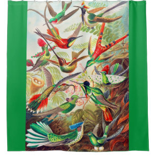 1904 hummingbirds print shower curtain
