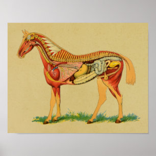 1905 Horse Anatomy Vintage Print