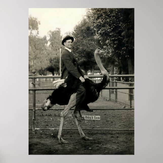 1910 Ostrich Riding Poster (Front)