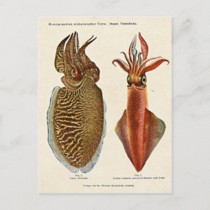 1913 Sepia und Octopus Postcard