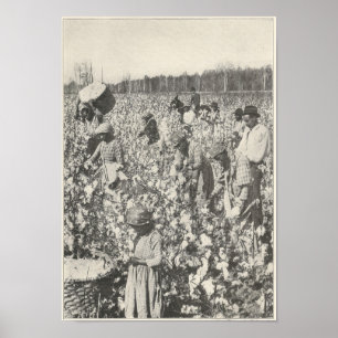 1916  Picking Cotton Poster