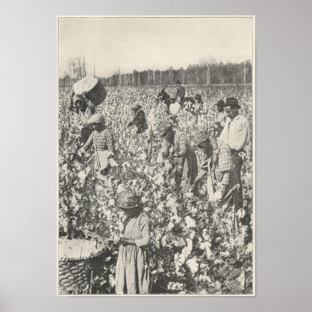 1916  Picking Cotton Poster (Front)