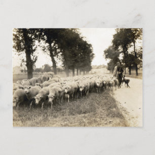 1921 French Shepherd Postcard