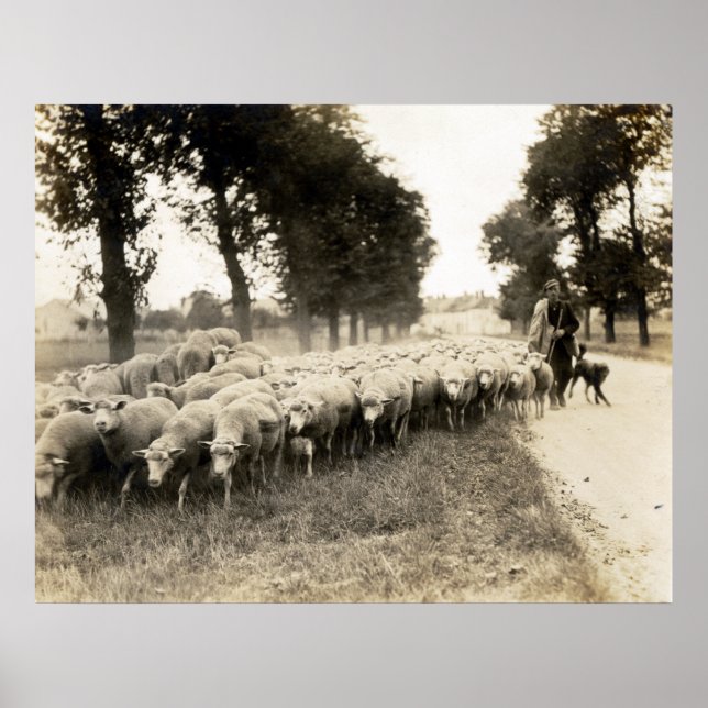 1921 French Shepherd Poster (Front)