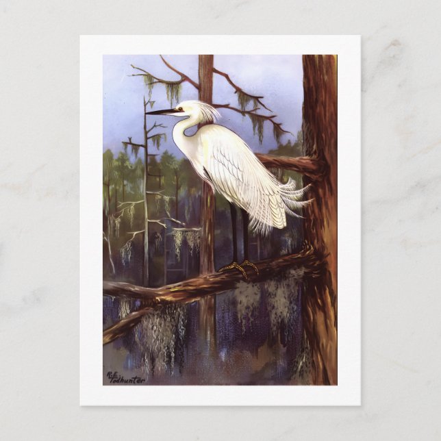 1926 Vintage TODHUNTER BIRDS "SNOWY EGRET" reprint Postcard (Front)