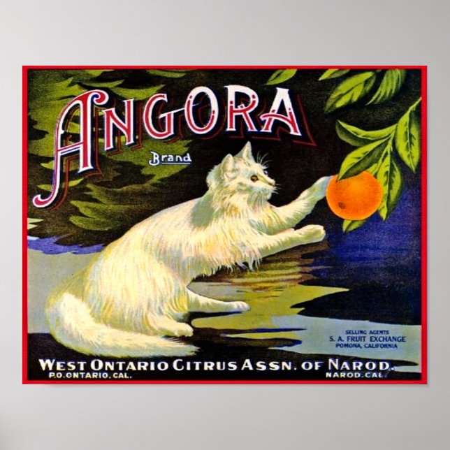 1940's Angora Brand Citrus Label With Cat  Poster (Front)