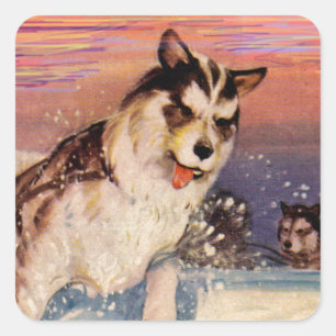 1940s Siberian husky sled dogs doing their thing Square Sticker