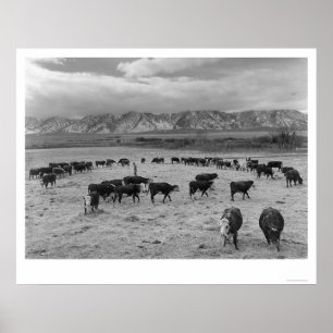 1943 Cattle In South Farm Poster