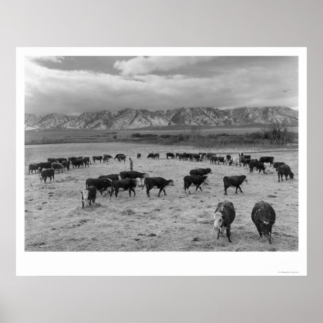 1943 Cattle In South Farm Poster (Front)