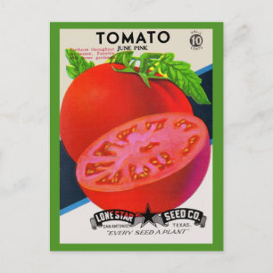  1950s seed packet tomato postcard