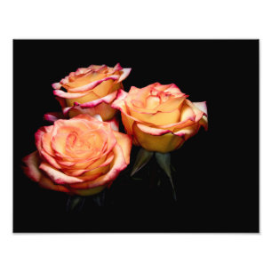 1998-Yellow and Pink Roses Photo Print