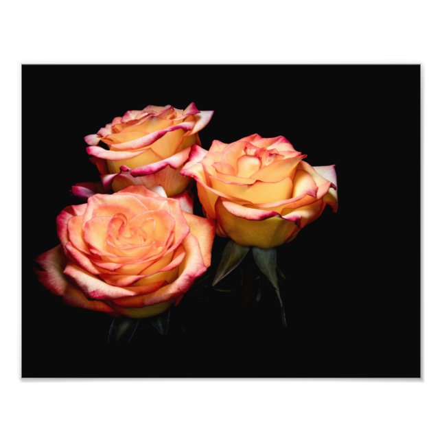 1998-Yellow and Pink Roses Photo Print (Front)