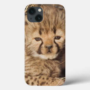 19 days old male cub. Namibia iPhone 13 Case