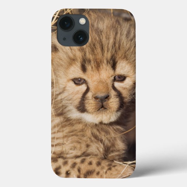 19 days old male cub. Namibia Case-Mate iPhone Case (Back)