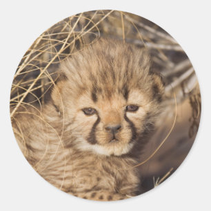 19 days old male cub. Namibia Classic Round Sticker
