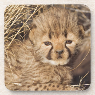 19 days old male cub. Namibia Coaster