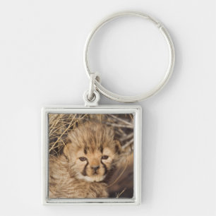 19 days old male cub. Namibia Key Ring