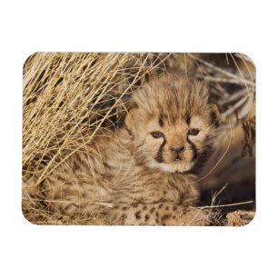 19 days old male cub. Namibia Magnet
