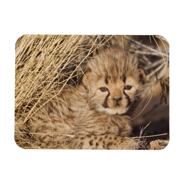 19 days old male cub. Namibia Magnet (Horizontal)