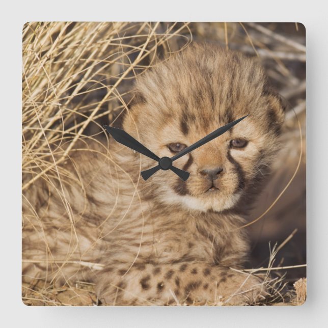 19 days old male cub. Namibia Square Wall Clock (Front)