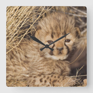 19 days old male cub. Namibia Square Wall Clock