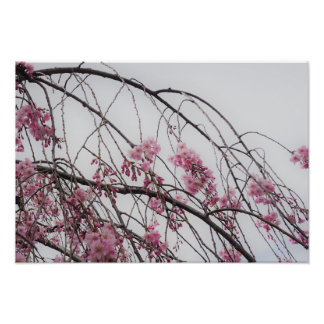 19"x13" Cherry Blossom Buds Photo Print