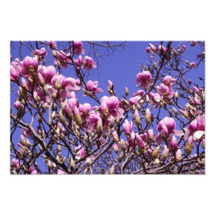 19"x13" Pink Magnolia Photo Print