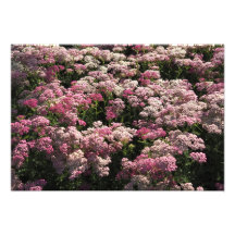 19"x13" Pink Yarrow