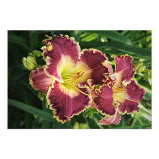 19"x13" Red Daylilies Photo Print