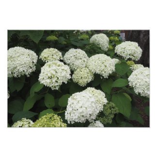 19"x13" Smooth Hydrangea Photo Print