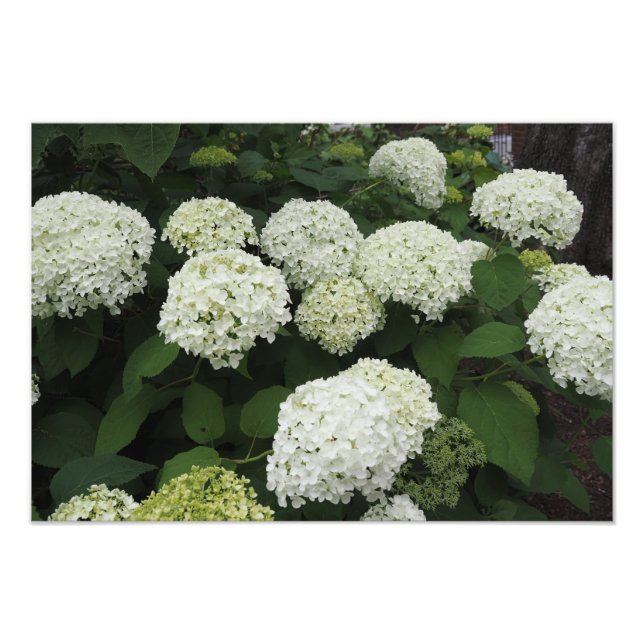 19"x13" Smooth Hydrangea Photo Print (Front)