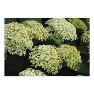 19"x13" Smooth Hydrangea Photo Print