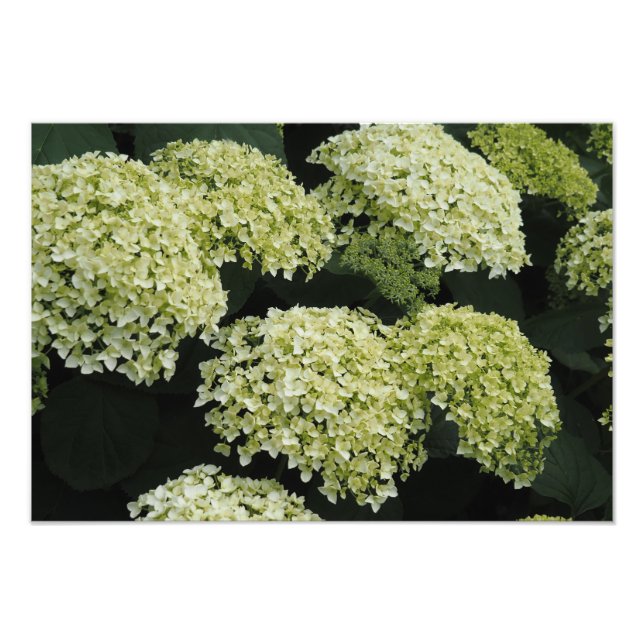 19"x13" Smooth Hydrangea Photo Print (Front)