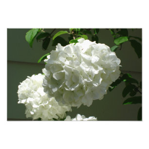 19"x13" White Hydrangeas Photo Print