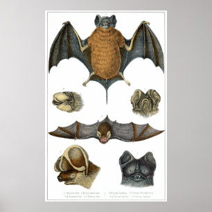 19th C. Bat Print
