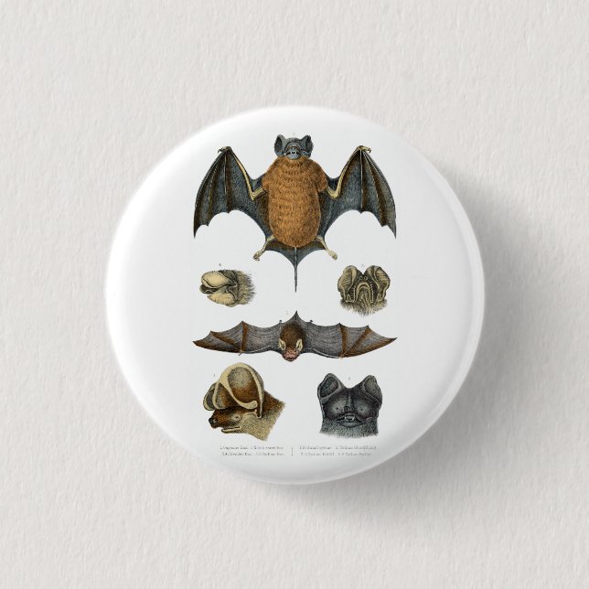 19th C. Bat Print 3 Cm Round Badge (Front)
