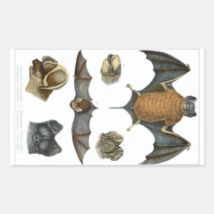 19th C. Bat Print Rectangular Sticker
