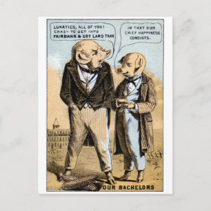 19th C. Pigs Dream of Lard Postcard