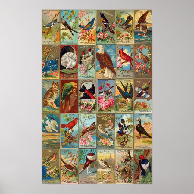 19th Century Birds of America Illustrations Poster (Front)