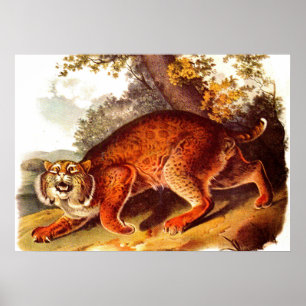 19th century bobcat print