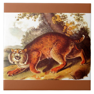 19th century bobcat print ceramic tile
