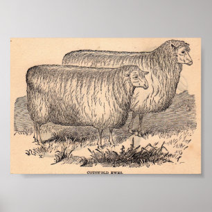 19th century Cotswold ewes print
