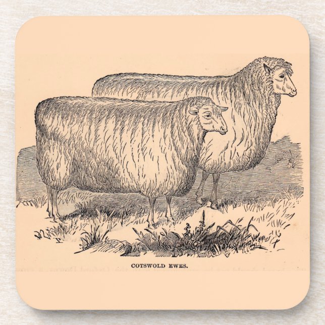 19th century Cotswold ewes print Coaster (Front)
