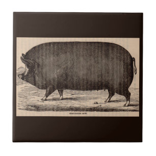 19th century farm animal print Berkshire sow pig Ceramic Tile