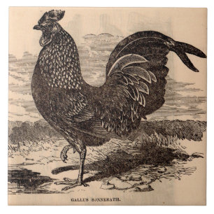 19th century Gallus Sonneratii rooster print Ceramic Tile