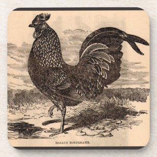 19th century Gallus Sonneratii rooster print Coaster