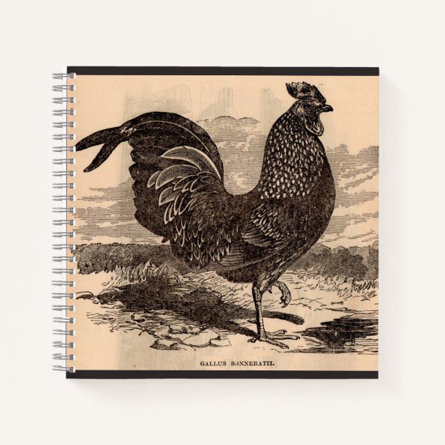 19th century Gallus Sonneratii rooster print Notebook (Front)