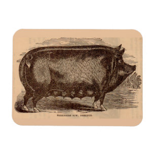 19th century pig print Berkshire sow no. 1 Magnet