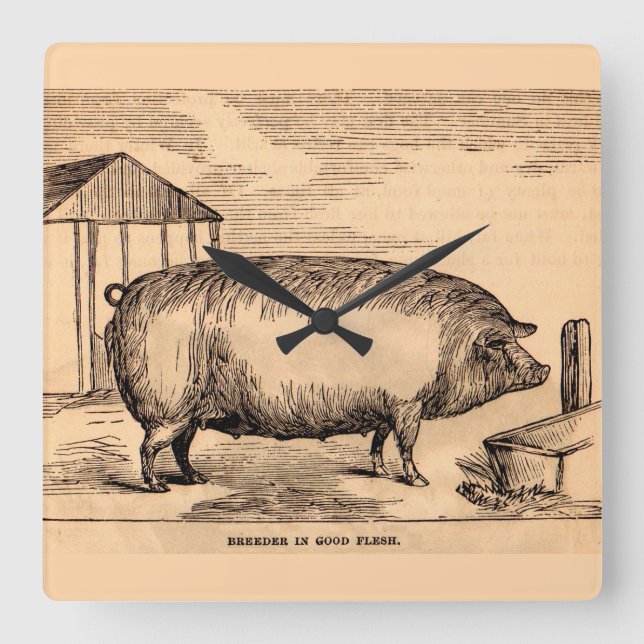 19th century pig print ‘Breeder in Good Flesh’ Square Wall Clock (Front)